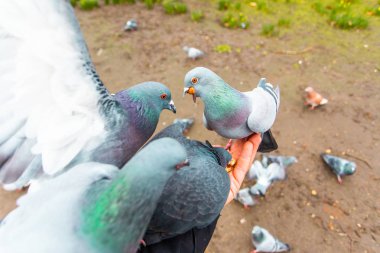 Güzel güvercinlerin el ile beslendiği manzaralı bir sahne.