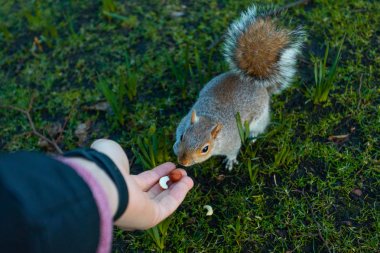 parkta küçük sincap besleyen kadın kısmi görünümü