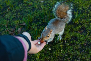 parkta küçük sincap besleyen kadın kısmi görünümü