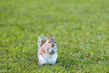 parkta sevimli küçük sincap yakın görünümü