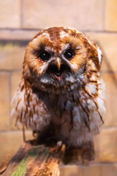Owl Eagle Zoo — Stock Photo, Image