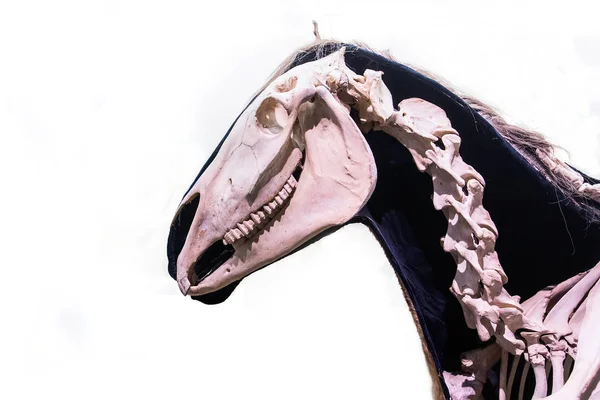 Kesilmiş kafatası profilinin yakın plan görüntüsü