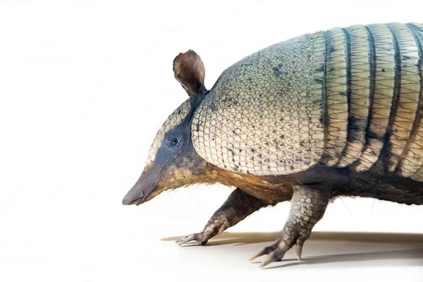 Gros Plan Vue Armadillo Taxidermie Détaillée Peluche Animal — Photo