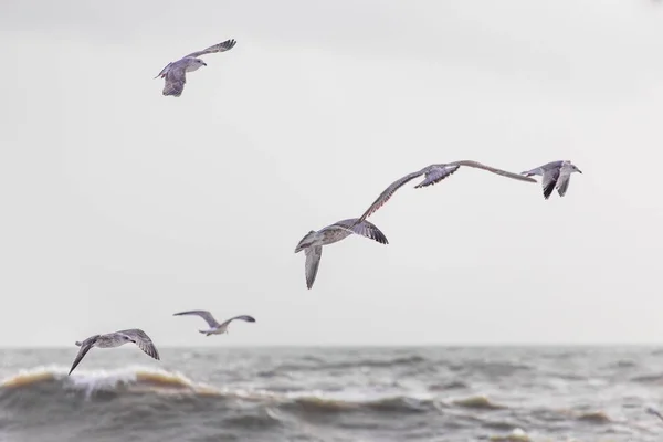 海と野鳥の風景を背景に — ストック写真