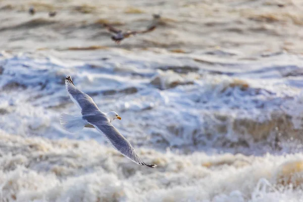 Schilderachtig Uitzicht Zee Wilde Vogels Als Achtergrond — Stockfoto