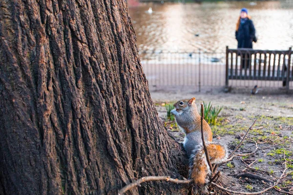 公园树附近的松鼠特写 — 图库照片