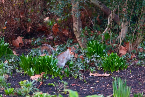 自然栖息地公园的小松鼠 — 图库照片