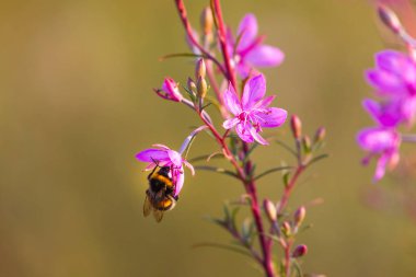 pembe çiçek ve bumblebee yakın görünümü