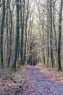 arka plan olarak sonbahar ormanının güzel manzara görünümü