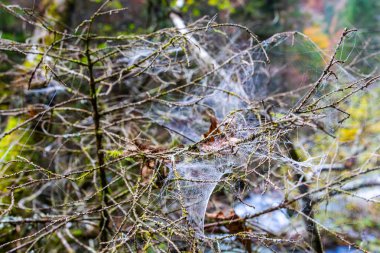arka plan olarak sonbahar ormanının güzel manzara görünümü
