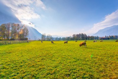 Garmisch Partenkirchen yakınlarındaki yeşil alanda inekler otluyor.