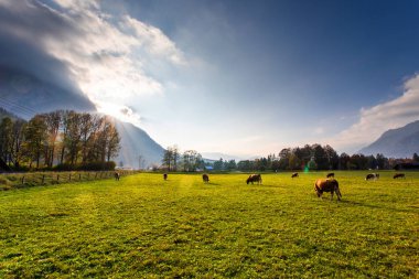 Garmisch Partenkirchen yakınlarındaki yeşil alanda inekler otluyor.