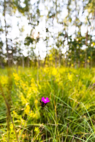 Vista Vicino Del Fiore Rosa Nel Campo Estivo — Foto Stock