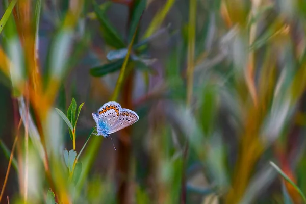 Vue Rapprochée Des Plantes Sauvages Comme Arrière Plan — Photo