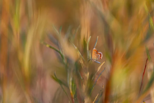 Vue Rapprochée Des Plantes Sauvages Comme Arrière Plan — Photo