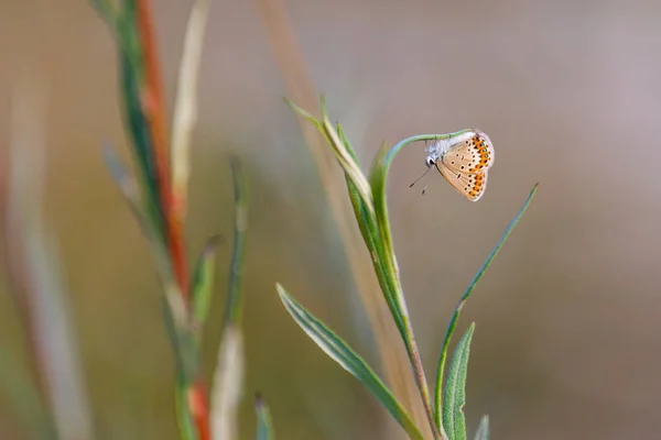 Vue Rapprochée Des Plantes Sauvages Comme Arrière Plan — Photo