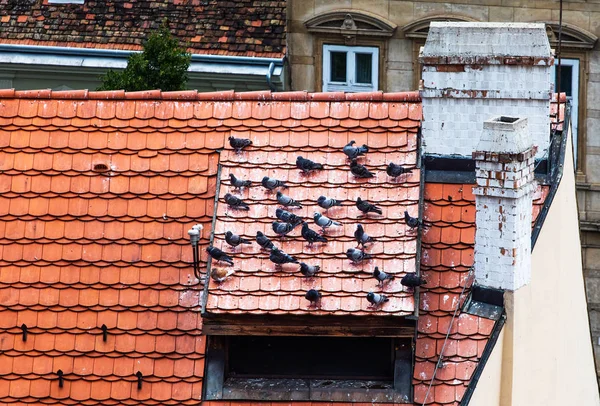 Pigeons Assis Sur Toit Vue Panoramique — Photo