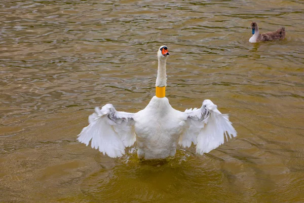 Närbild Wild Swan Pond — Stockfoto