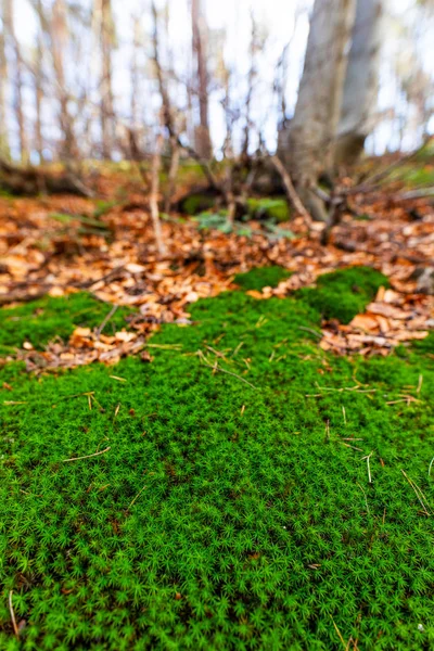 Schöne Malerische Ansicht Des Herbstwaldes Als Hintergrund — Stockfoto