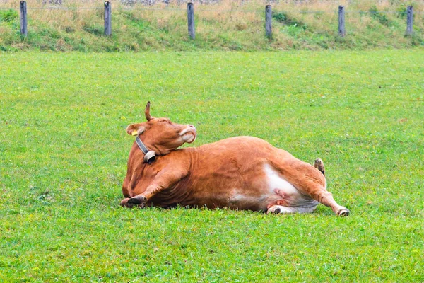 Vista Cerca Vaca Doméstica Sobre Hierba Verde — Foto de Stock