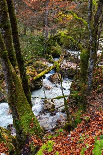 Красивый Живописный Вид Осенний Лес Качестве Фона — стоковое фото