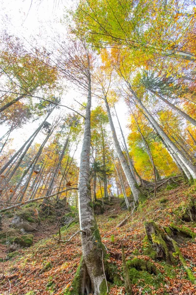 Schöne Malerische Ansicht Des Herbstwaldes Als Hintergrund — Stockfoto