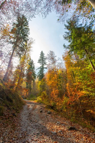 Belle Vue Panoramique Sur Forêt Automne Comme Arrière Plan — Photo