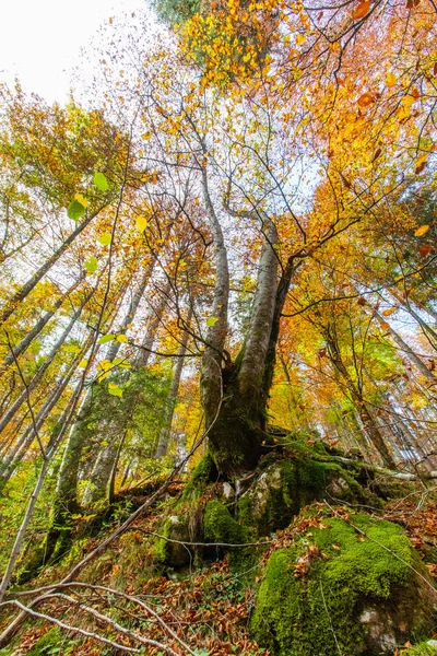 Schöne Malerische Ansicht Des Herbstwaldes Als Hintergrund — Stockfoto