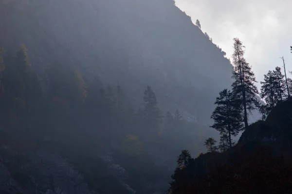 Scenic Shot Van Prachtige Mistige Berg Woud Landschap — Stockfoto