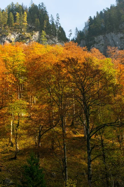Malerische Aufnahme Des Wunderschönen Herbstlichen Bergwaldes — Stockfoto