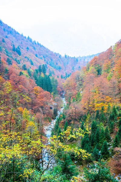 Живописный Кадр Красивого Горного Ручья Осеннем Лесу — стоковое фото