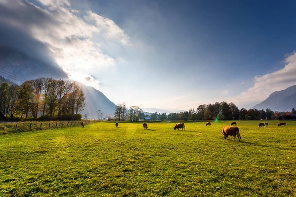 Garmisch Partenkirchen yakınlarındaki yeşil alanda inekler otluyor.