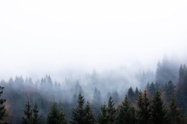 güzel orman lar zemin in manzara