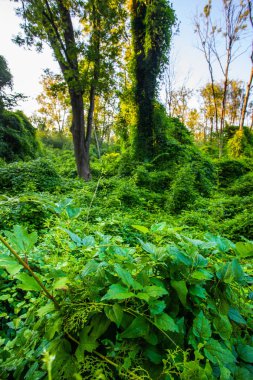 güzel orman lar zemin in manzara