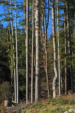 güzel doğa fon manzara