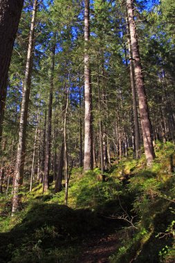 güzel doğa fon manzara