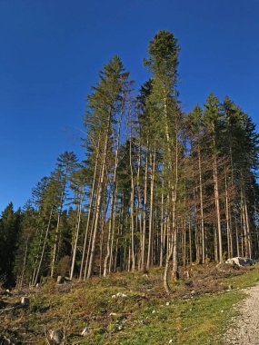 güzel doğa fon manzara