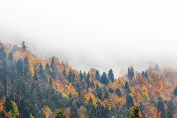 Güzel Sisli Dağ Ormanı Manzara Manzara — Stok fotoğraf