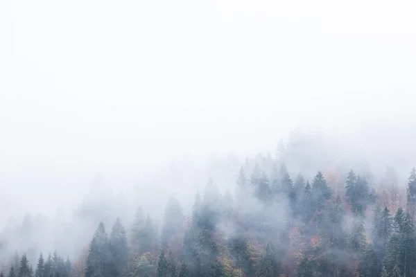 Colpo Scenico Bella Nebbia Paesaggio Forestale Montagna — Foto Stock