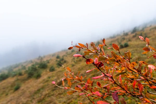 Schilderachtig Uitzicht Prachtige Bossen Achtergrond — Stockfoto