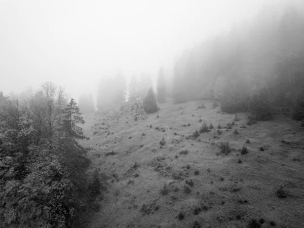 Zwart Wit Foto Van Wilde Natuur Achtergrond — Stockfoto