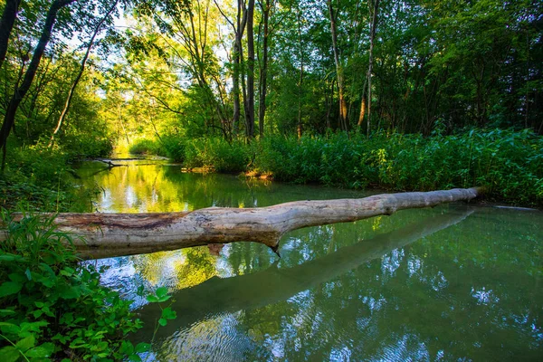 Malerischer Blick Auf Schöne Waldkulisse — Stockfoto