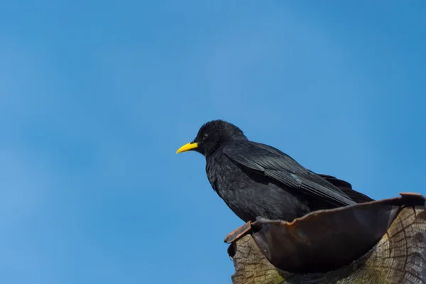 Zwarte Vogel Blauwe Lucht Closeup Uitzicht — Stockfoto