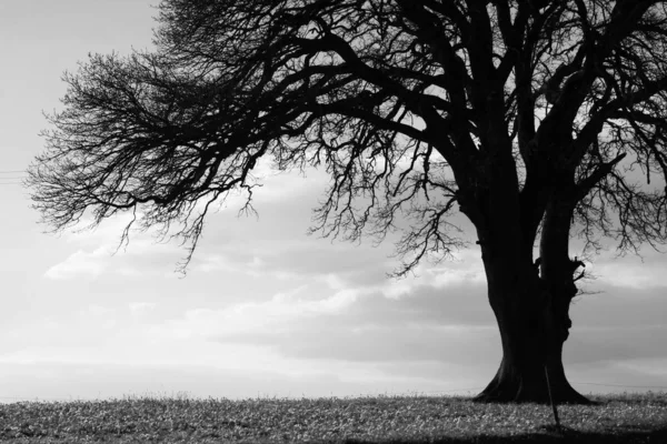 Black and white picture of large bare tree on meadow