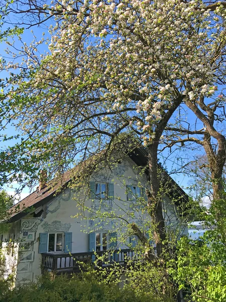 Біле Дерево Біля Дому Баварії — стокове фото