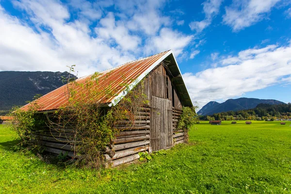 Wood barn overgrown with rose-hip on Bavarian field