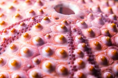 Deniz kestanesi kabuğu makro yakın çekim görüntüsü