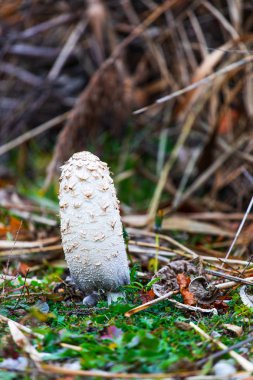 güzel doğa fon manzara