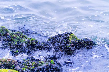 vahşi doğa zemin güzel doğal görünümü