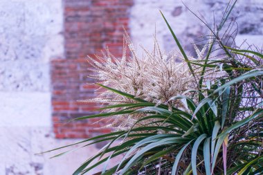 Kışın arka planında mor çiçekler